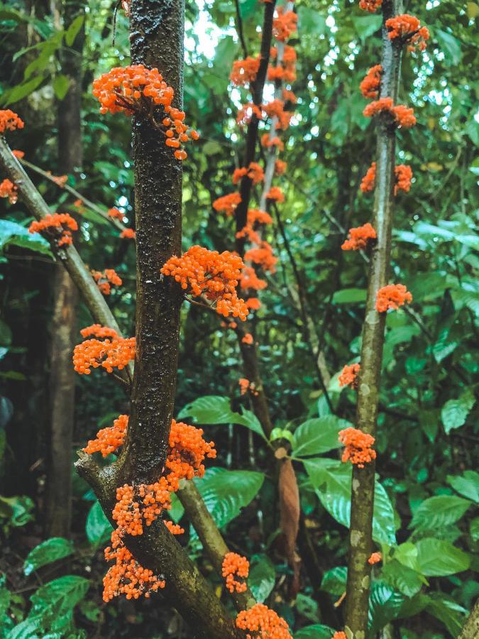 Oski Lodge, Rain Forest Rincon De La Vieja 3*
